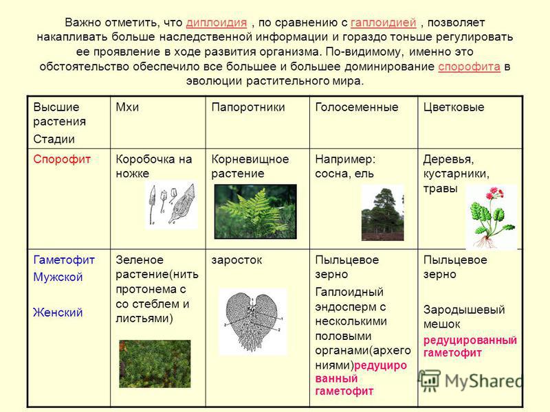 Характеристика водорослей таблица. Таблица растений. Гаметофит и спорофит у растений таблица. Растительность таблица.