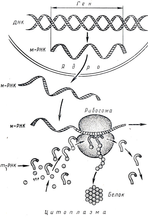 Схема синтеза белка в рибосоме
