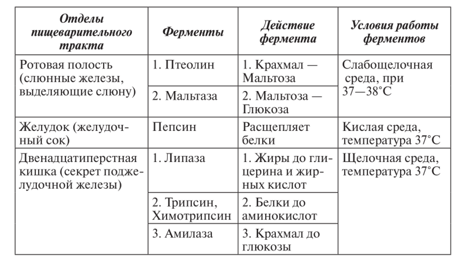 Ферменты пищеварительной системы схема