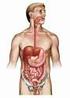 Digestive System Digestive Tract
