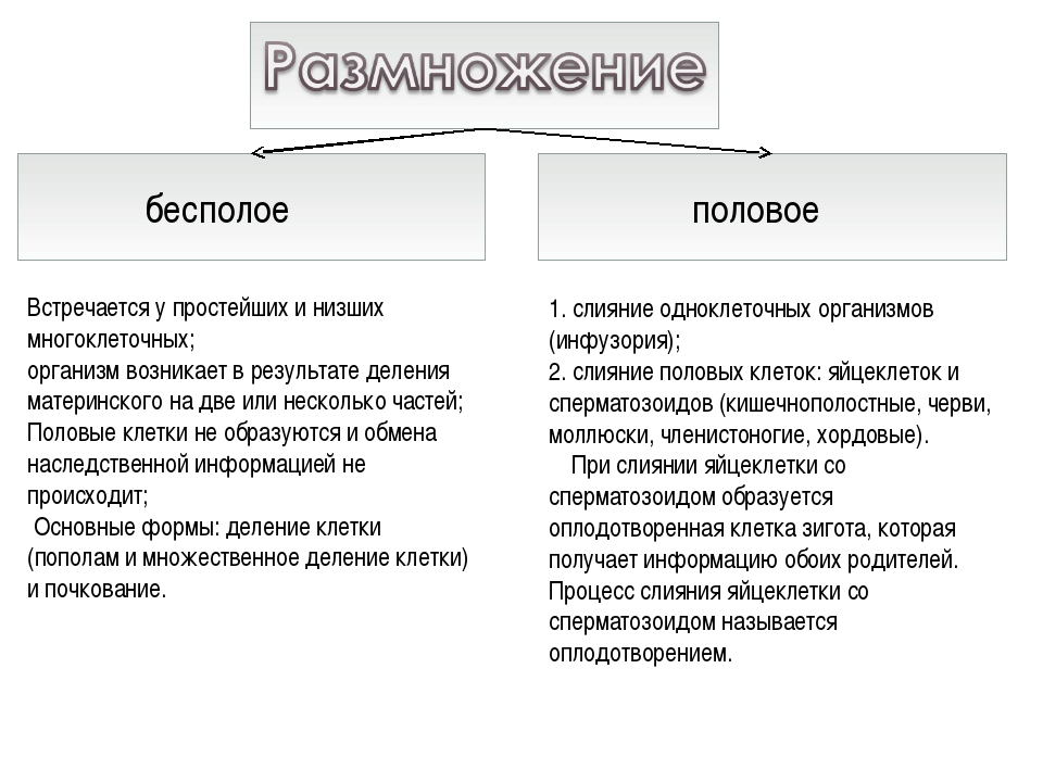 Отличия размножения. Половое и бесполое размножение. Половое и бесполое таблица. Половое и бесполое размножение организмов таблица. Размножение бесполое и полое таблица.