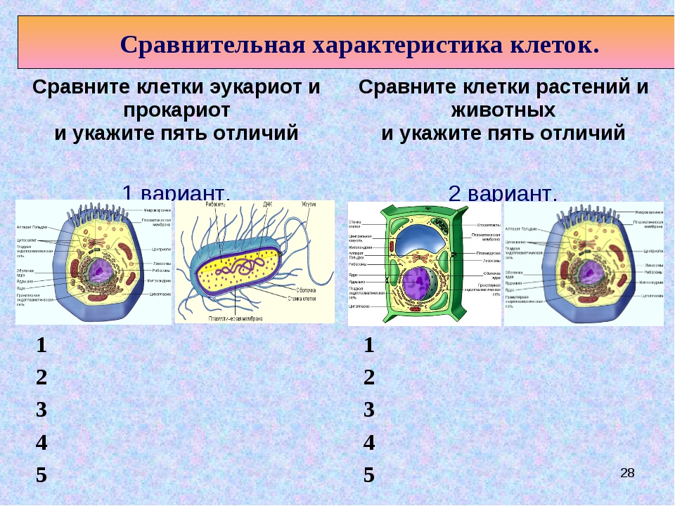 Характеристика животных и растительных клеток. Сравнение клеток прокариот и клеток эукариот. Сравнительная характеристика клеток. Сравнительная характеристика клеток эукариот. Сравнение всех типов эукариотических клеток.