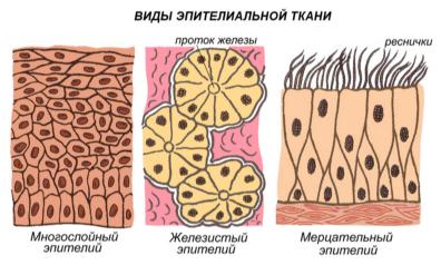 http://ebiology.ru/wp-content/uploads/2010/06/tkani1.jpg