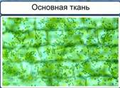 http://static.interneturok.cdnvideo.ru/content/konspekt_image/187528/aab97230_8d00_0132_7226_12313c0dade2.jpg