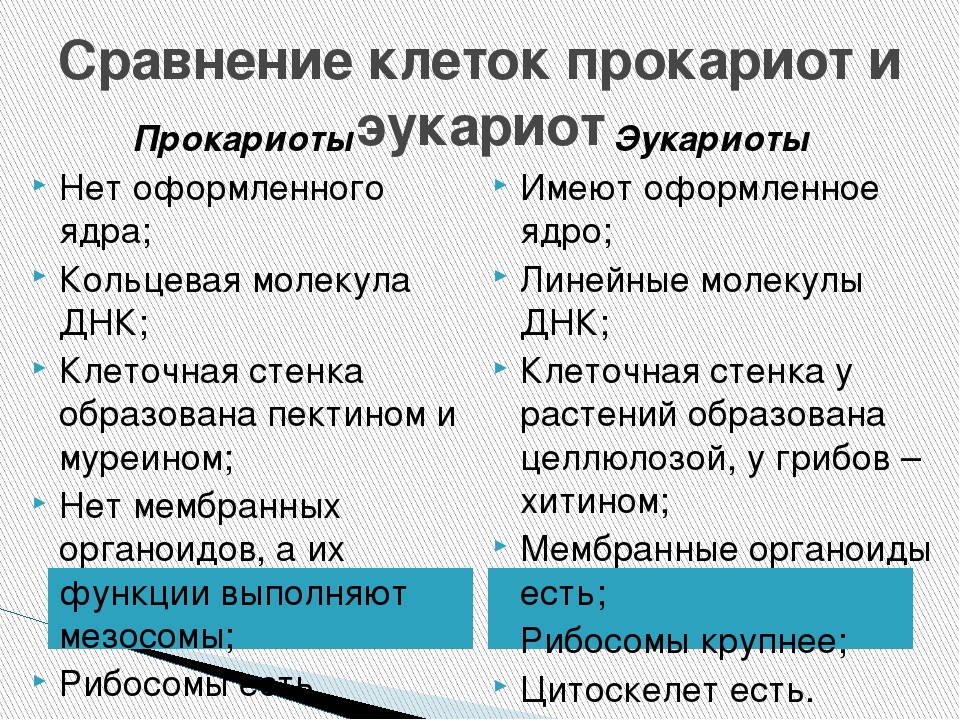 Прокариоты отличаются от. Сходства и различия прокариотических и эукариотических клеток. Отличия клеток прокариот от эукариот. Различия между прокариотами и эукариотами. Сходства и различия в строении клеток эукариот и прокариот.