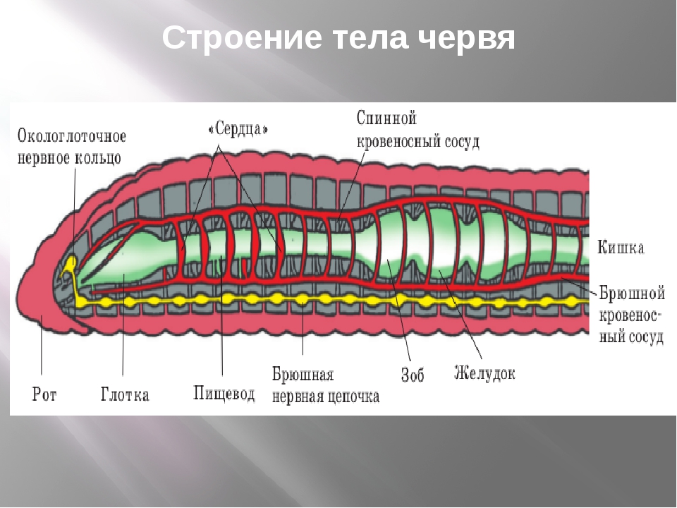 Крокодил спинной мозг дождевой червь. Анатомия кольчатых червей. Кольчатые черви строение тела внешнее. Пищеварительная система червяка дождевого. Строение кольчатых червей 8 класс.
