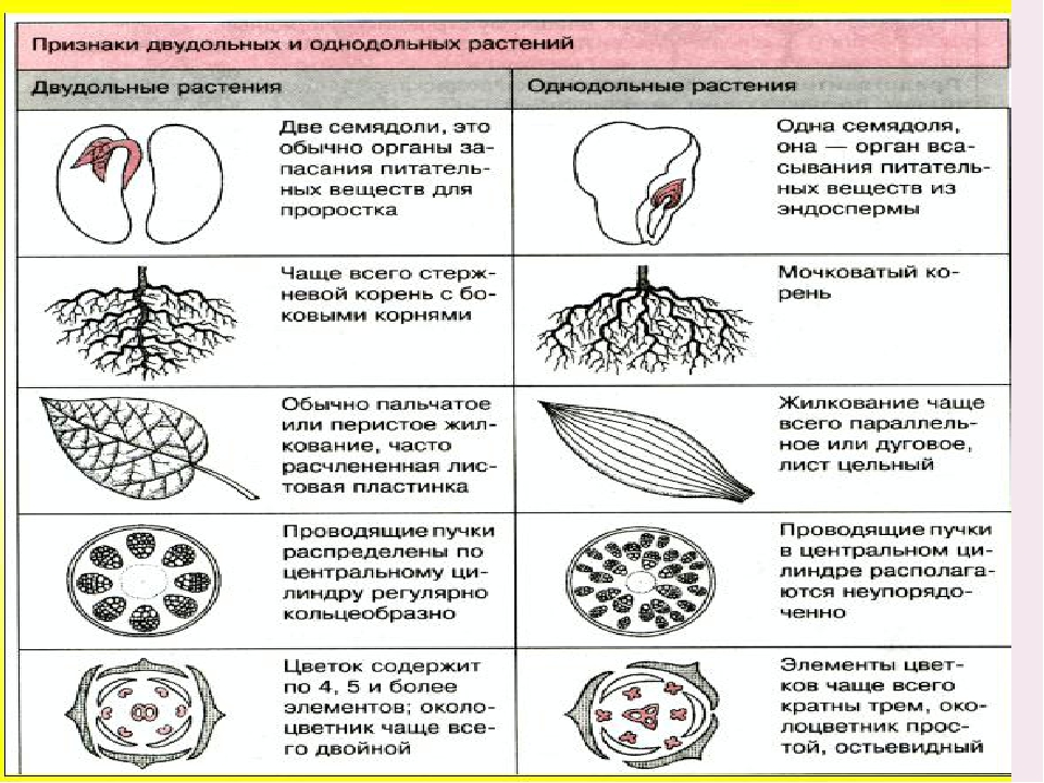 На каком рисунке изображен признак характерный для однодольных растений