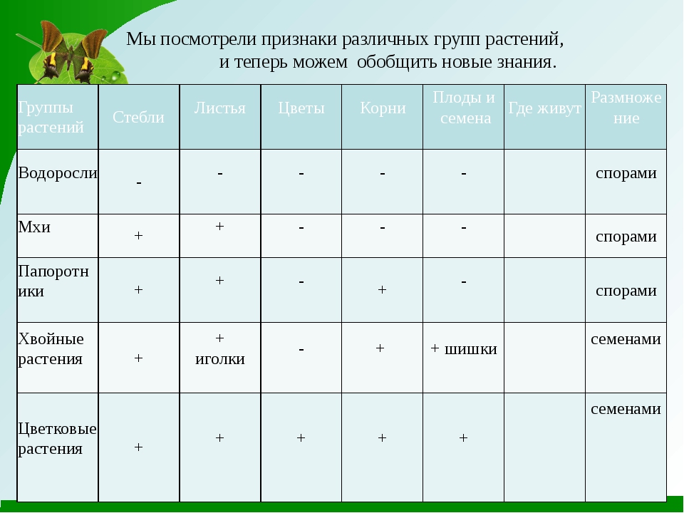 План описания растения 6 класс биология