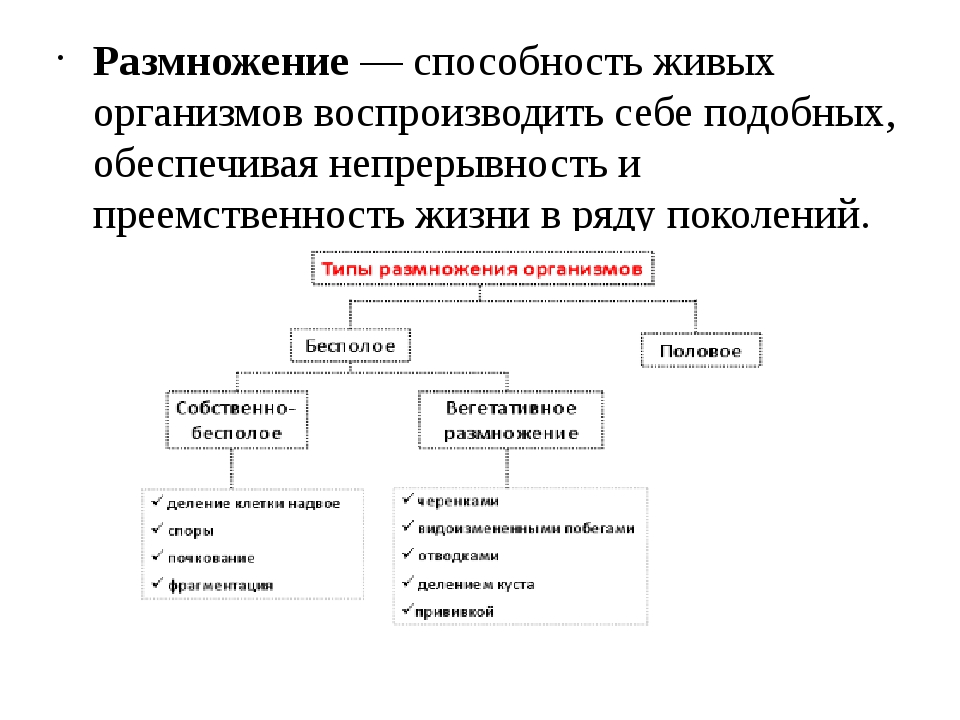 План конспект урока размножение организмов