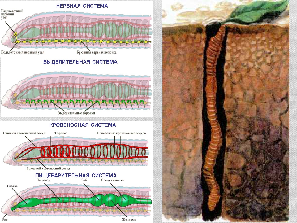 Слои кольчатых червей. Кольчатые черви строение. Строение дождевого червя анатомия. Кольчатые черви внешнее строение. Дождевые черви внутреннее строение.