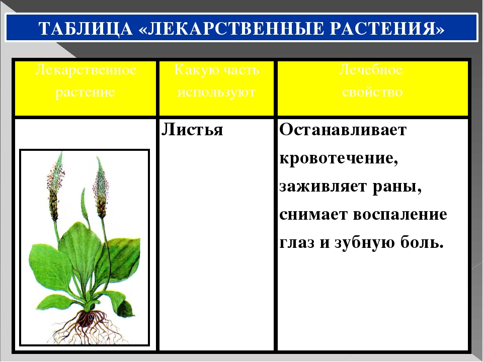 Лекарственные растения 6 класс презентация обж