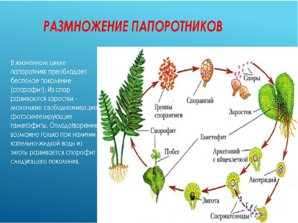 На этой структуре развивается несколько гаметофитов. Спорофит мха гаметофит мха. Жизненный цикл размножения папоротника. Жизненный цикл папоротника бесполое поколение. Размножение папоротников схема.