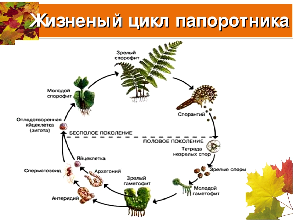 Жизненный цикл размножения папоротника. Цикл воспроизведения папоротников. Жизненный цикл папоротника спорофит. Циклы развития растений папоротники. Жизненный цикл развития папоротника схема.