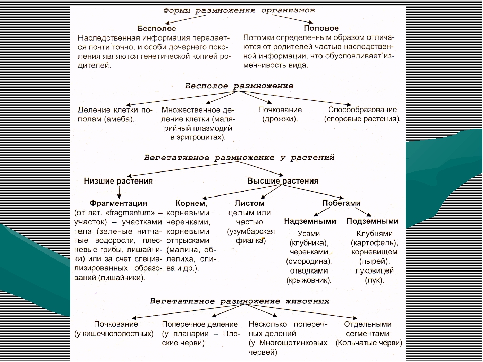 Схема размножение организмов