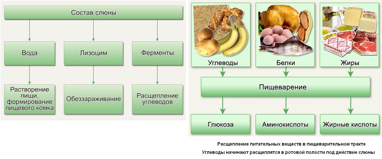 Почему пищевые белки жиры и углеводы распадаются на более простые соединения составьте схему кратко