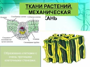 Эпителиальная ткань Нервная ткань Мышечная ткань Соединительная ткань 