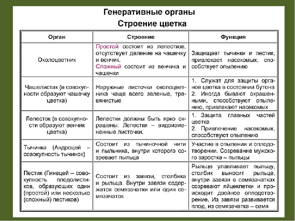 Генеративные ткани. Функции частей цветка 6 класс биология таблица. Строение цветка 6 класс биология таблица. Таблица функции частей цветка 6 класс. Строение цветка 6 класс таблица.