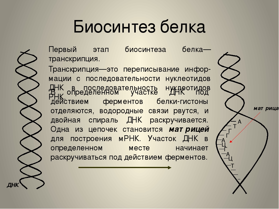 Происходящие процессы биосинтеза транскрипции. Биосинтез белка. Транскрипция Биосинтез белка. Этапы биосинтеза белка. Этапы процесса биосинтеза белка.