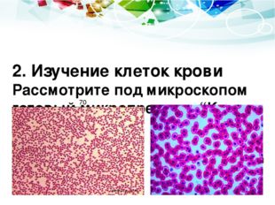 2. Изучение клеток крови Рассмотрите под микроскопом готовый микропретарат “