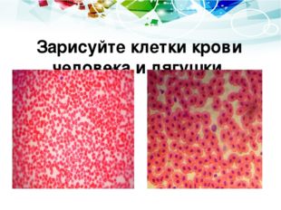 Зарисуйте клетки крови человека и лягушки. 2008 2009 2010 2011 50 70 120 