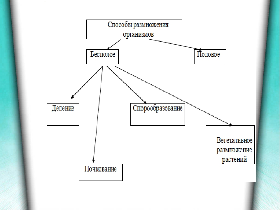 Нарисуйте схему бесполого размножения растений