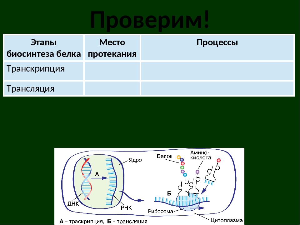 Синтез белков 9 класс. Этапы биосинтеза белка процессинг. Биосинтез белка место протекания таблица. Этапы трансляции биосинтеза белка. Биосинтез белка транскрипция процессинг трансляция.