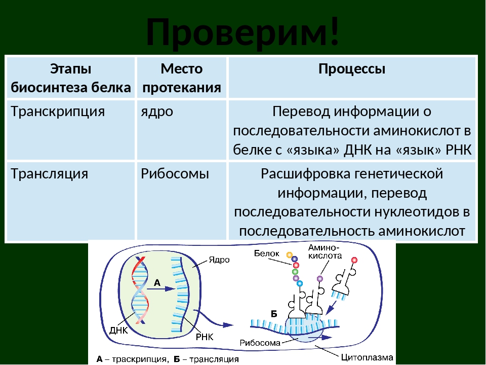 Происходящие процессы биосинтеза транскрипции