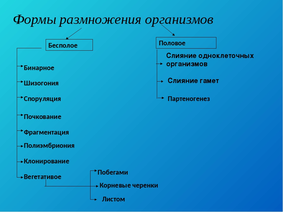 Схема полового размножения растений