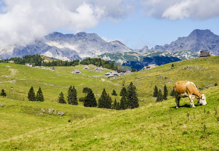 A landscape photograph of a cow grazing in green fields with mountainous background on a bright day. How to use a light meter.