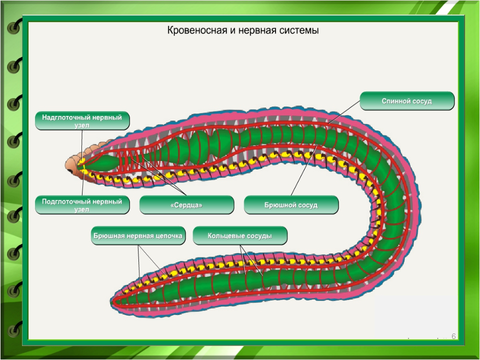 Составьте схему на которой отразите взаимные связи следующих организмов береза дождевой червь