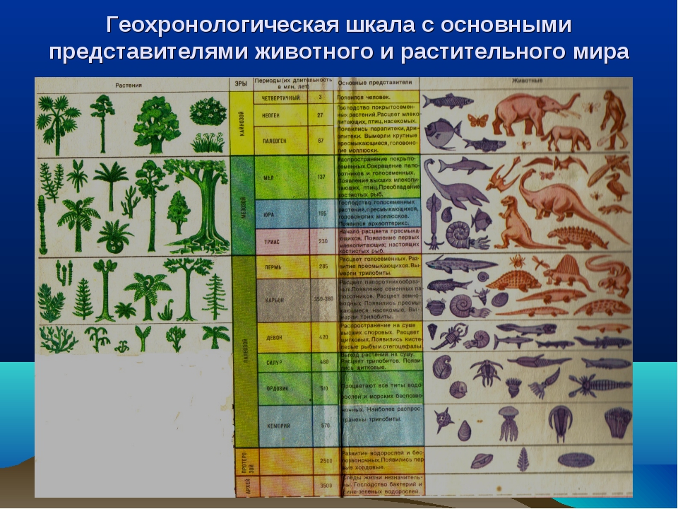 Как появились живые организмы. Пермский период Геохронологическая шкала. Геохронологическая таблица биология растения. Геологическая таблица периодов земли.