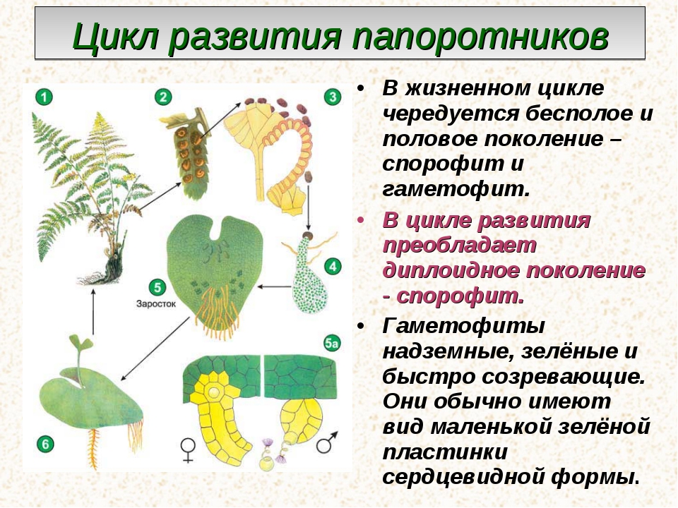 Органы гаметофита