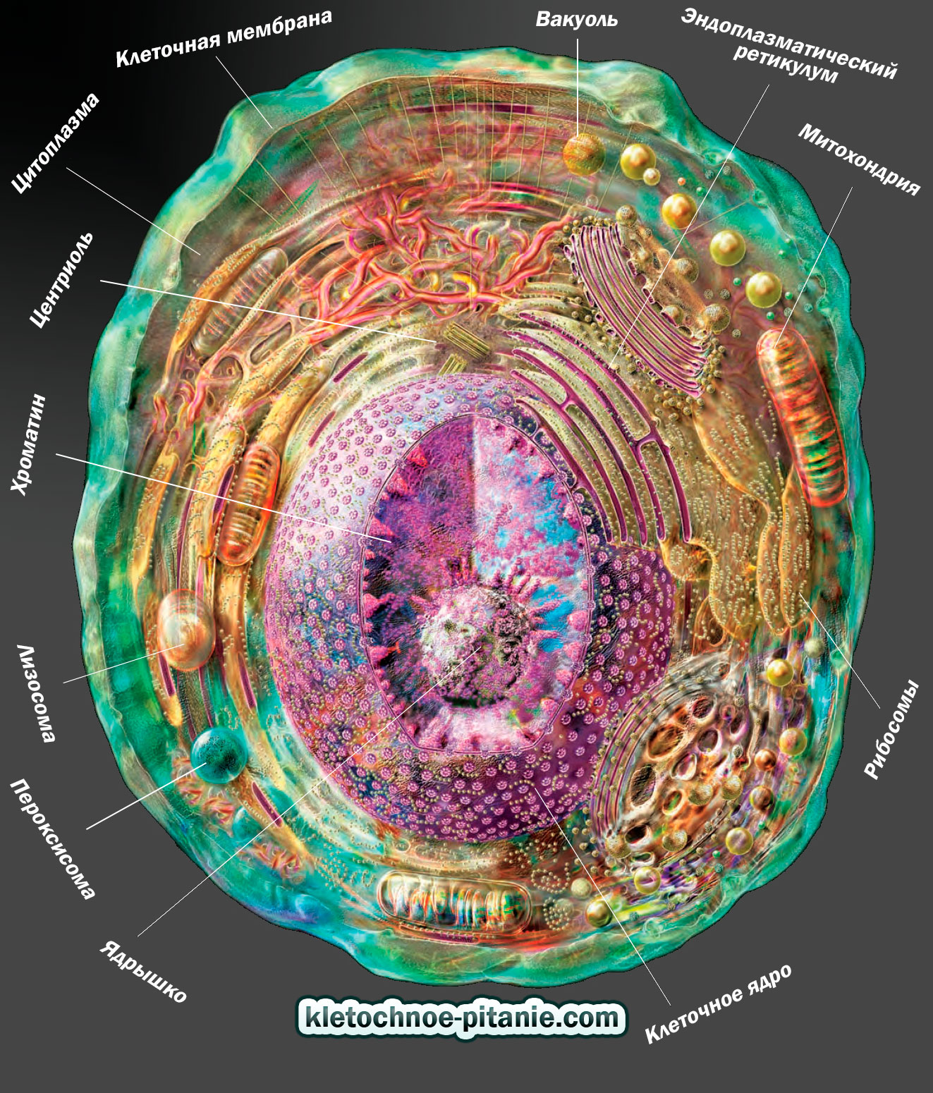 cell structure