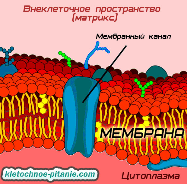 extracellular matrix