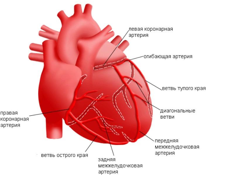 Сердечный круг кровообращения