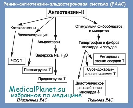 Схема патогенеза артериальной гипертензии с учетом роли ренин ангиотензин альдостероновой системы