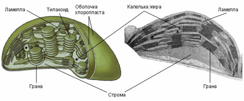 Хлоропласты