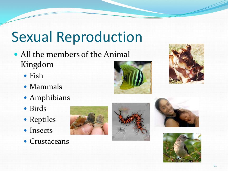 Sexual Reproduction All the members of the Animal Kingdom Fish Mammals