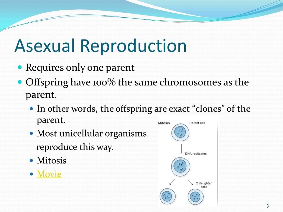 Asexual Reproduction Requires only one parent