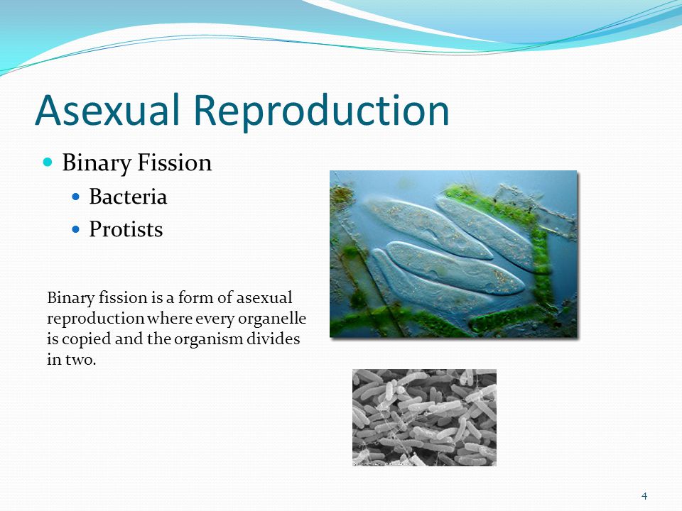 Asexual Reproduction Binary Fission Bacteria Protists