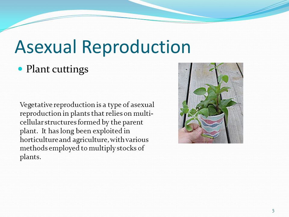 Asexual Reproduction Plant cuttings