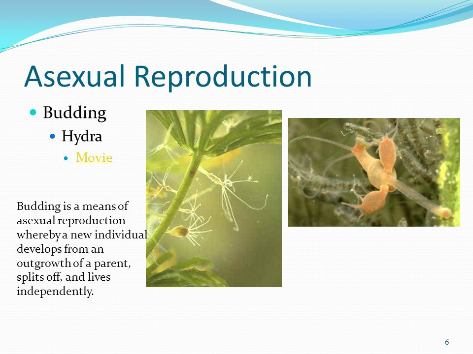 Asexual Reproduction Budding Hydra Movie