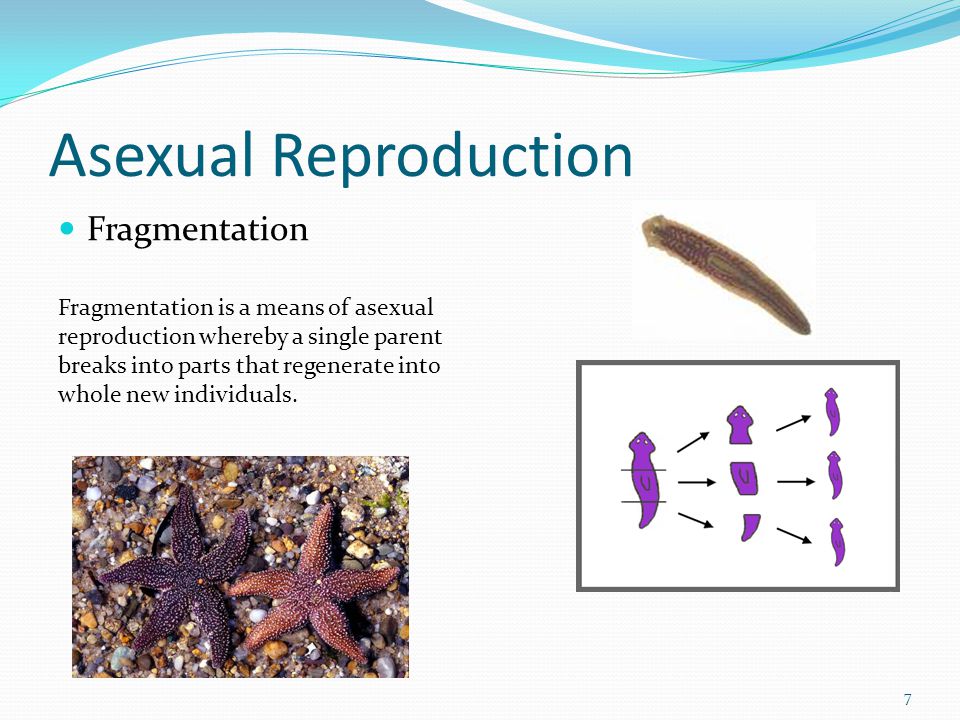 Asexual Reproduction Fragmentation