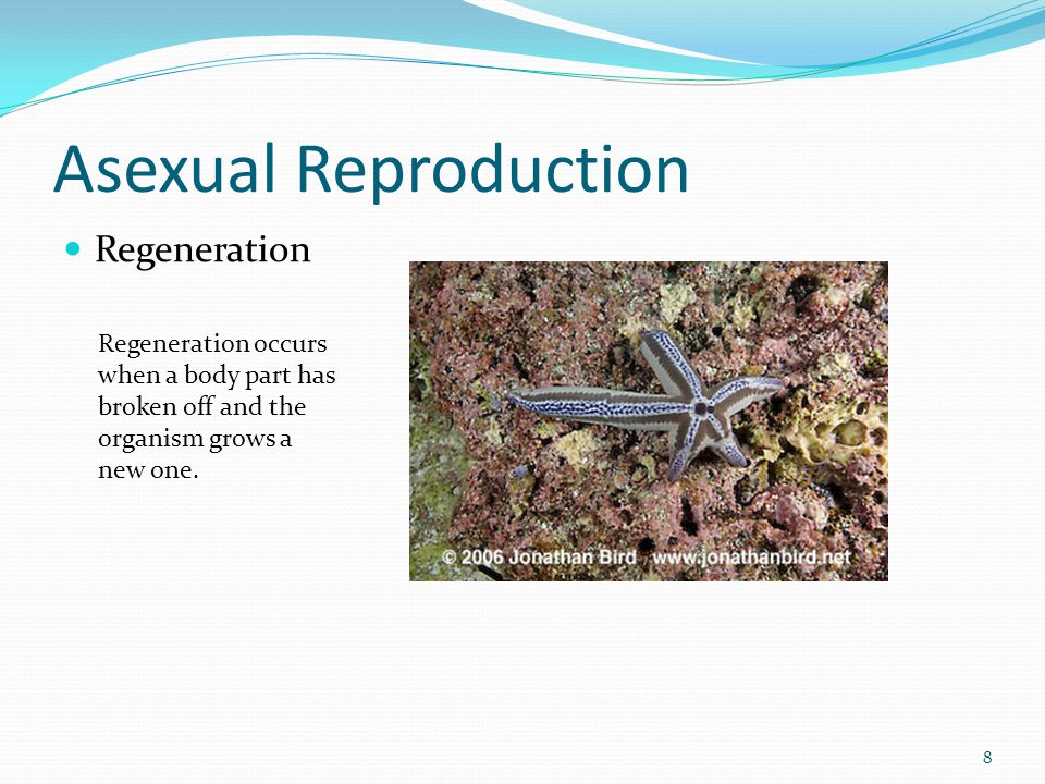 Asexual Reproduction Regeneration