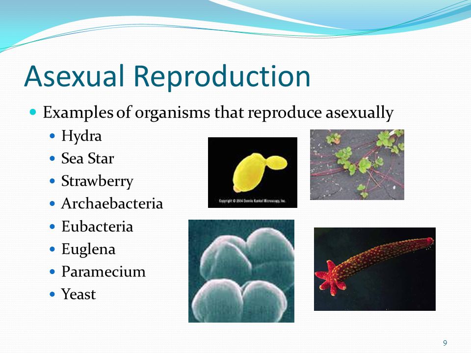 Asexual Reproduction Examples of organisms that reproduce asexually