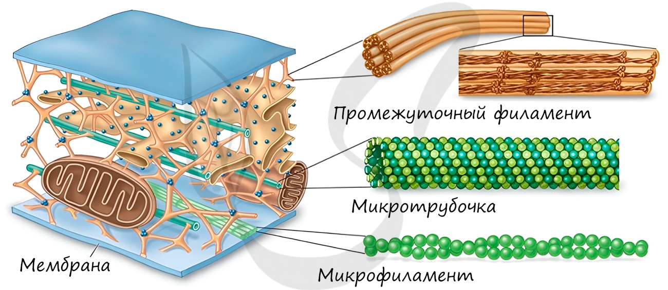 Микротрубочки и микрофиламенты