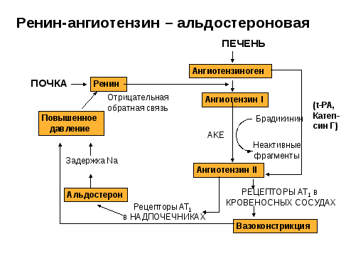 Схема патогенеза артериальной гипертензии с учетом роли ренин ангиотензин альдостероновой системы