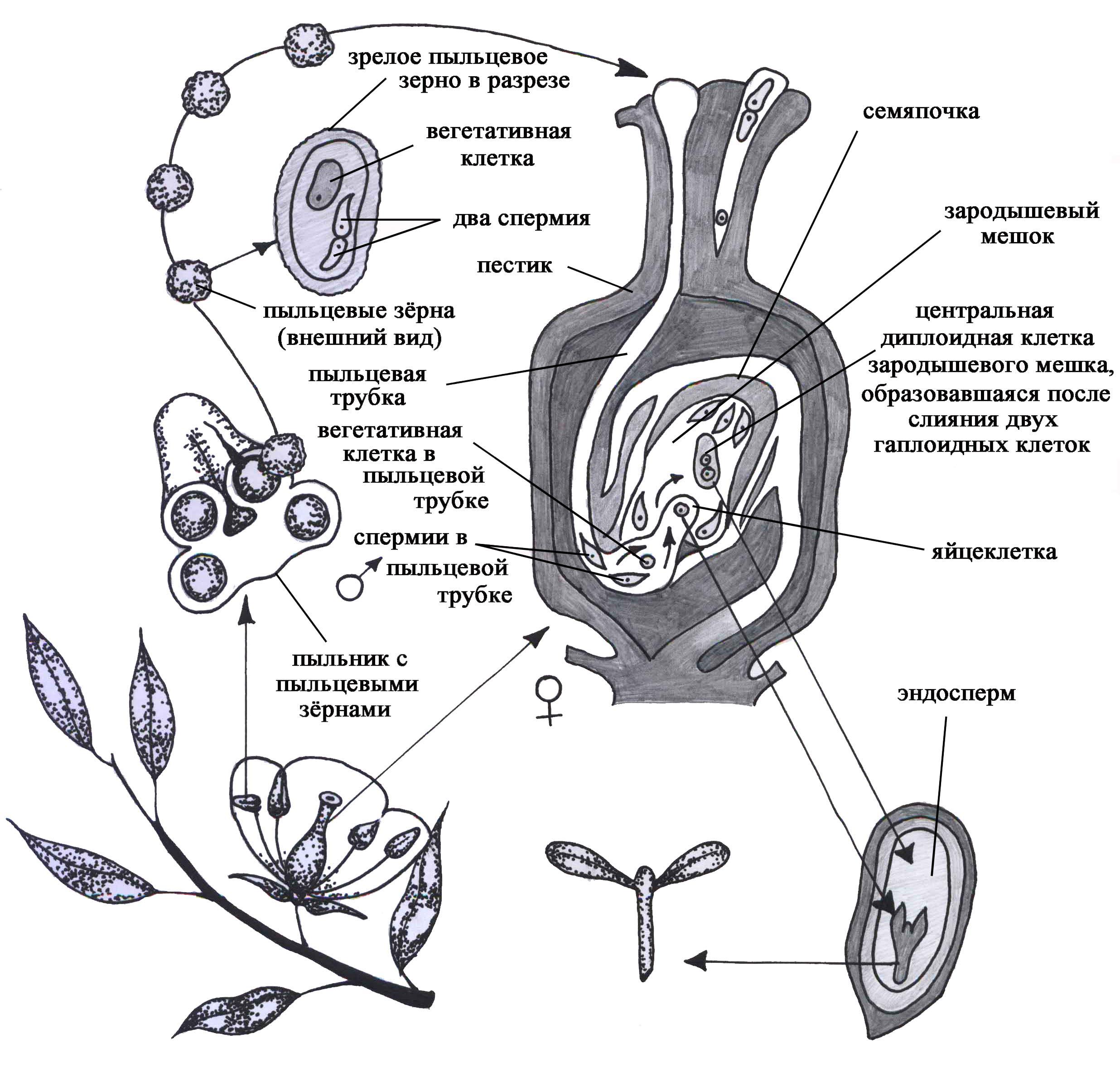Двойное оплодотворение растений схема
