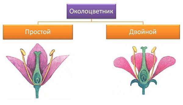 Строение цветка в биологии схема, главные части и их функции