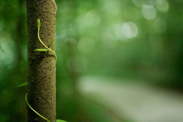 Строение стебля функции и значение стебля для жизни растения